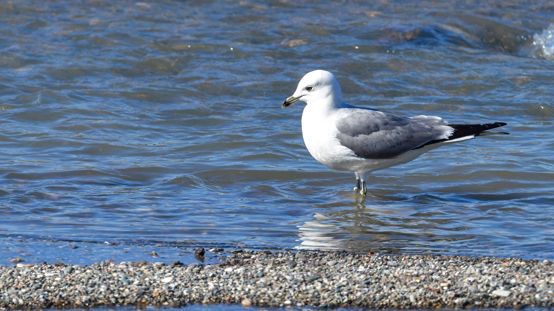 Mew Gull